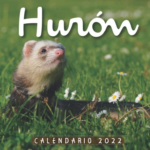 Hurón Calendario 2022: Calendario 12 meses 2022 - 8.5 x 8.5 in cuando está cerrado y 8.5 x 17.0 in abierto - Organización y Planificación - Perfecto como regalos, suministros de oficina
